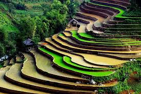 sapa rice fields Vietnam