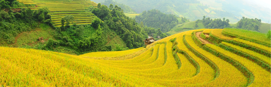 Sapa Homestay Tours & Travel Vietnam