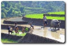 Sapa Easy Trek & Homestay Tours